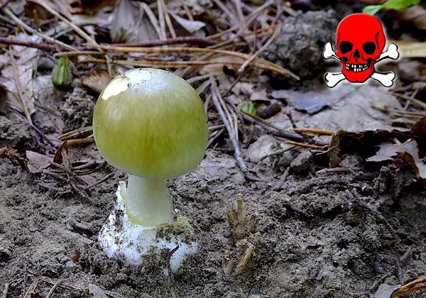 Amanita phalloides ( Amanite  phalloide )