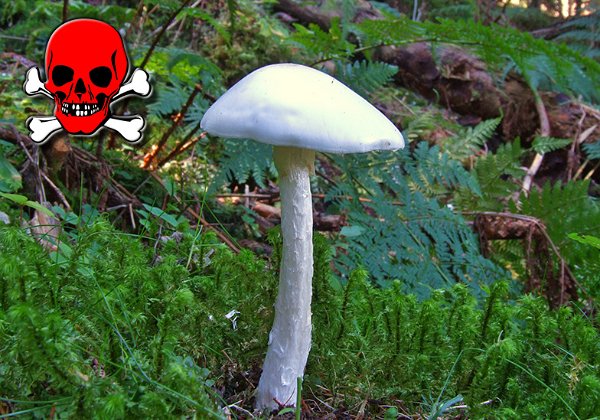 Amanita virosa ( Amanite vireuse )