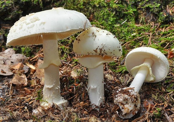 Amanita citrina ( Amanite citrine )