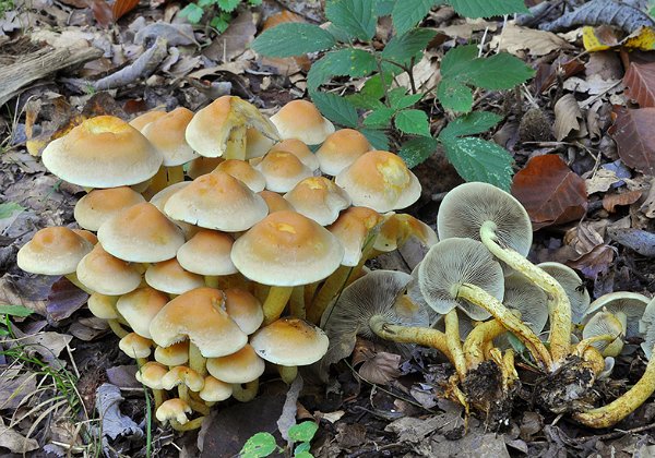 Hypholoma fasciculare ( Hypholome fasciculaire )