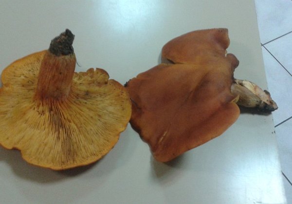 Omphalotus  olearius ( Clitocybe de  l'olivier )